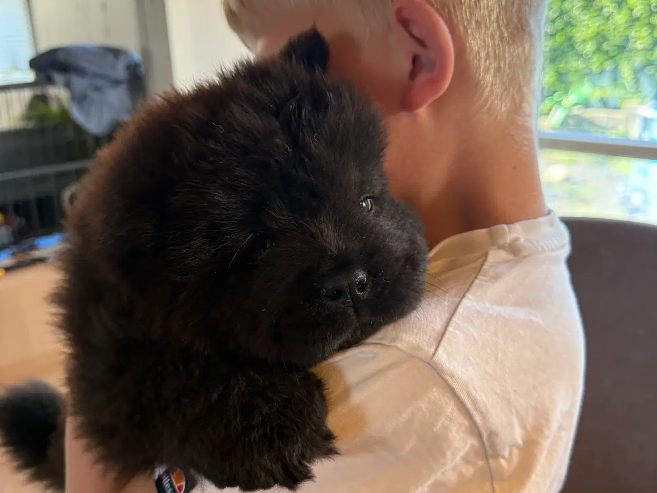 Billede 2 - Chow Chow hvalpe