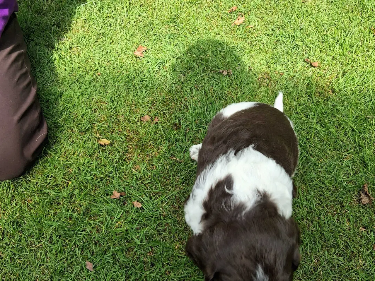 Billede 3 - Springer spaniel hvalpe 