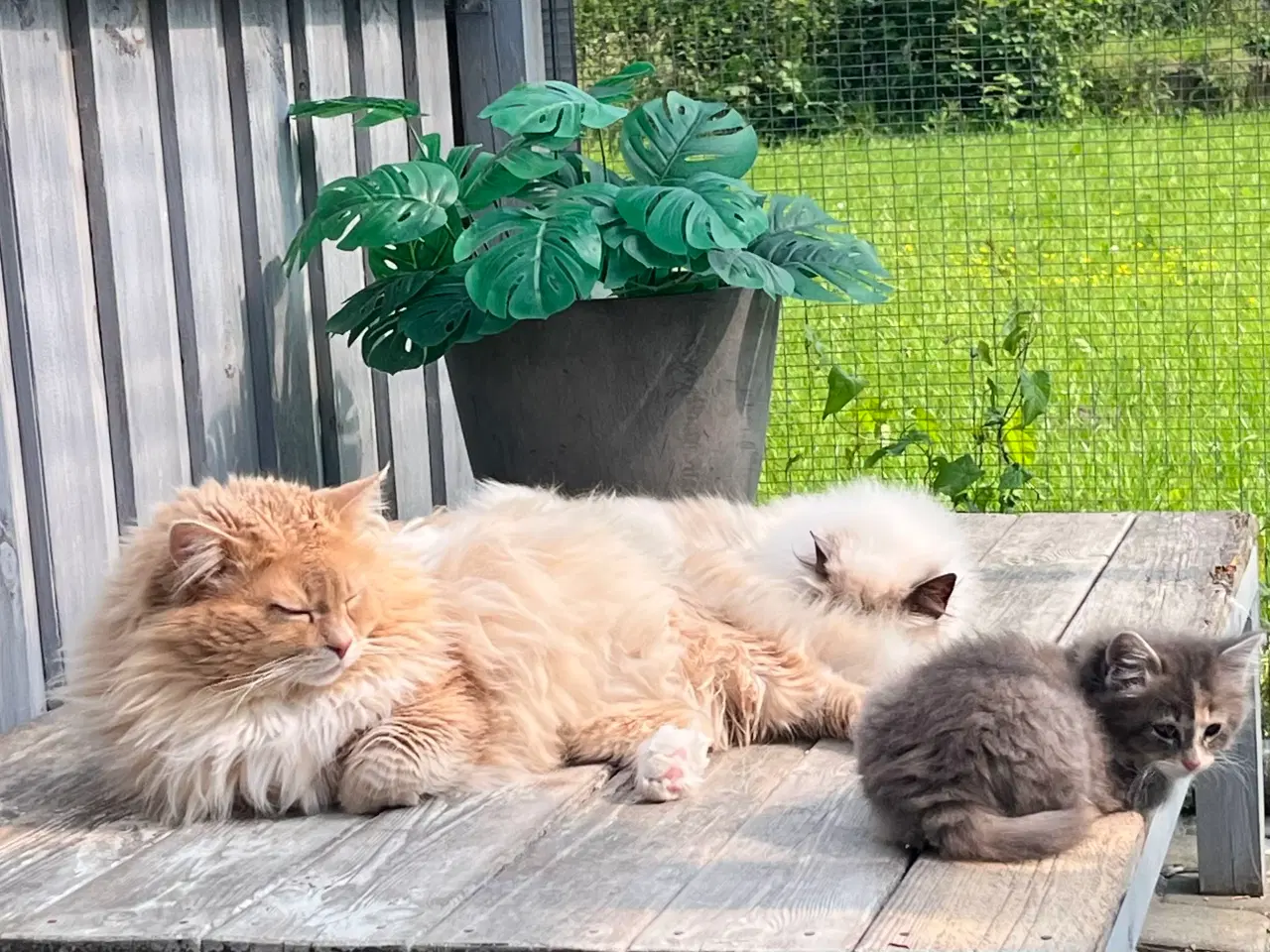 Billede 1 - Vamsede blandingskillinger 