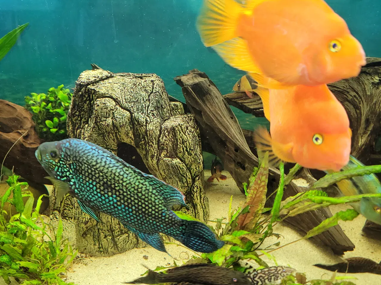 Billede 3 - Cichlider 