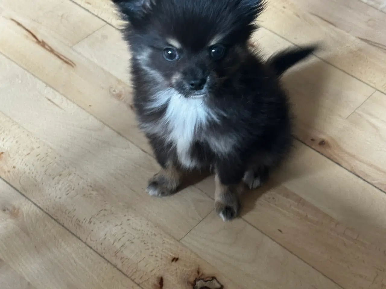Billede 4 - Pomchi hvalp