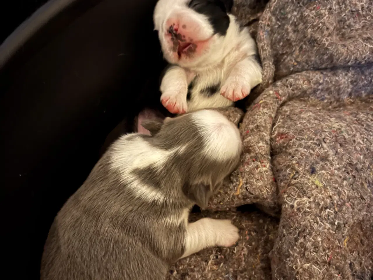 Billede 4 - Nala og Ronja søger et nyt hjem. 