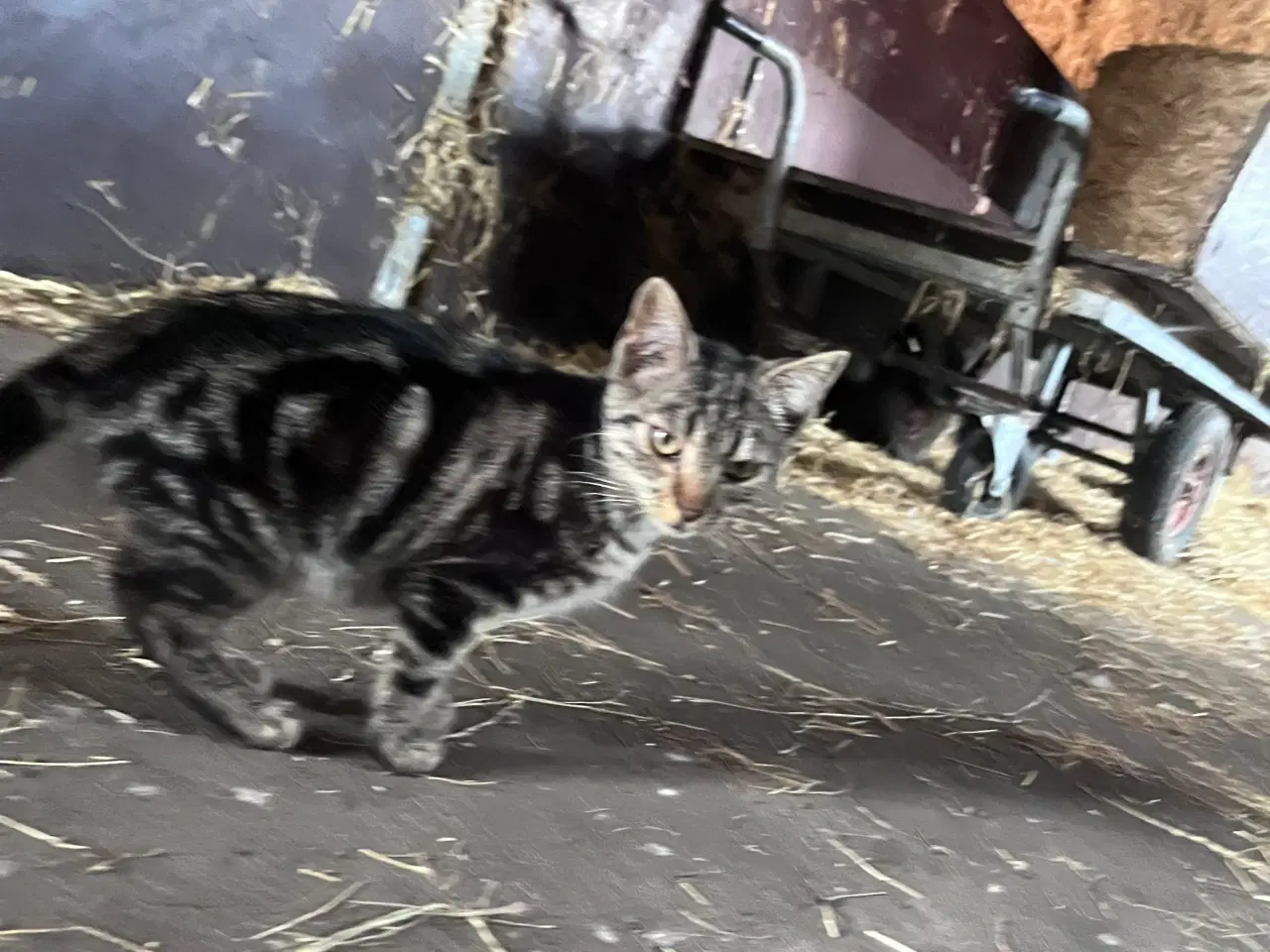 Billede 1 - Katte killinger