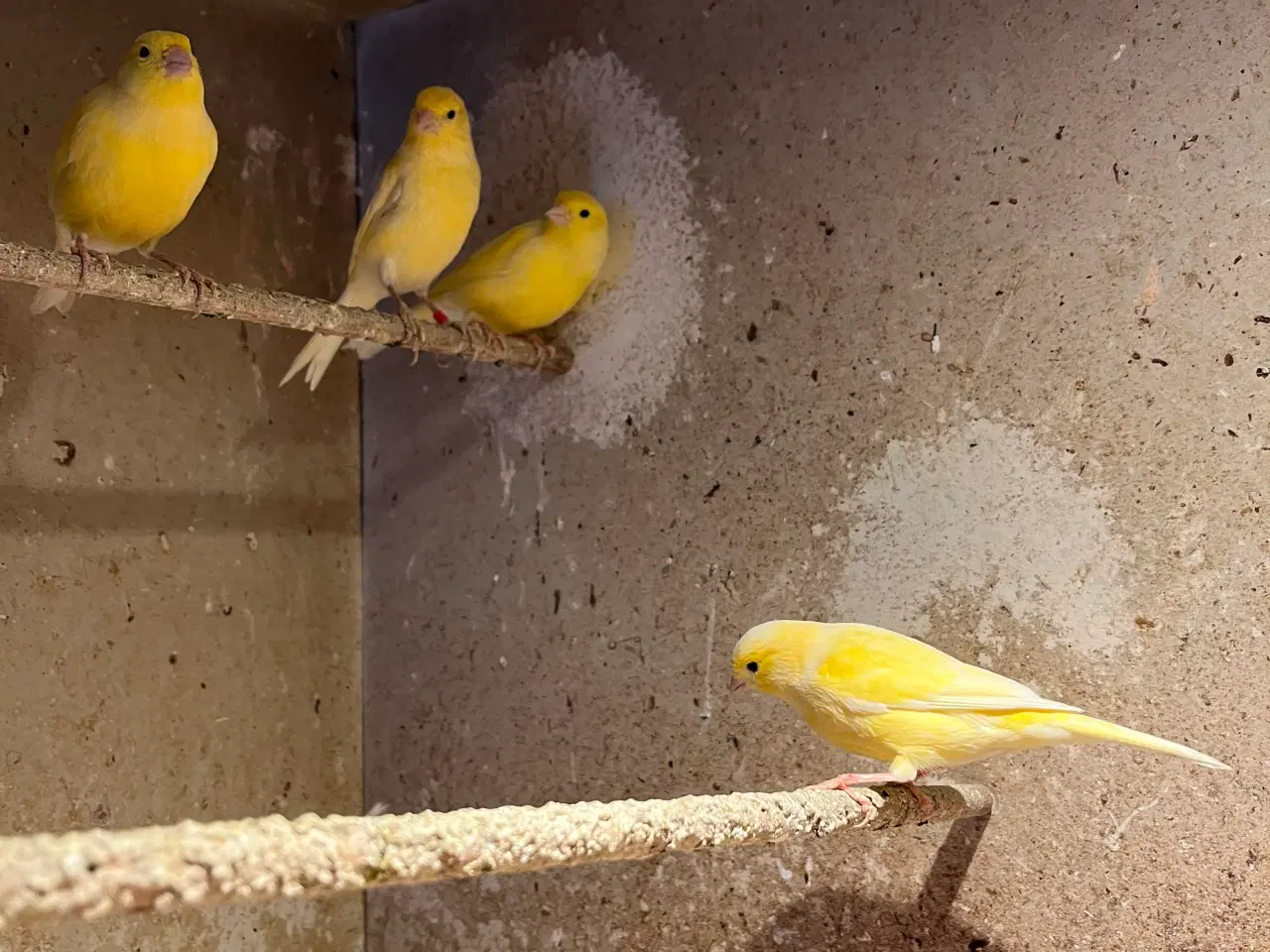 Billede 2 - Karnarier