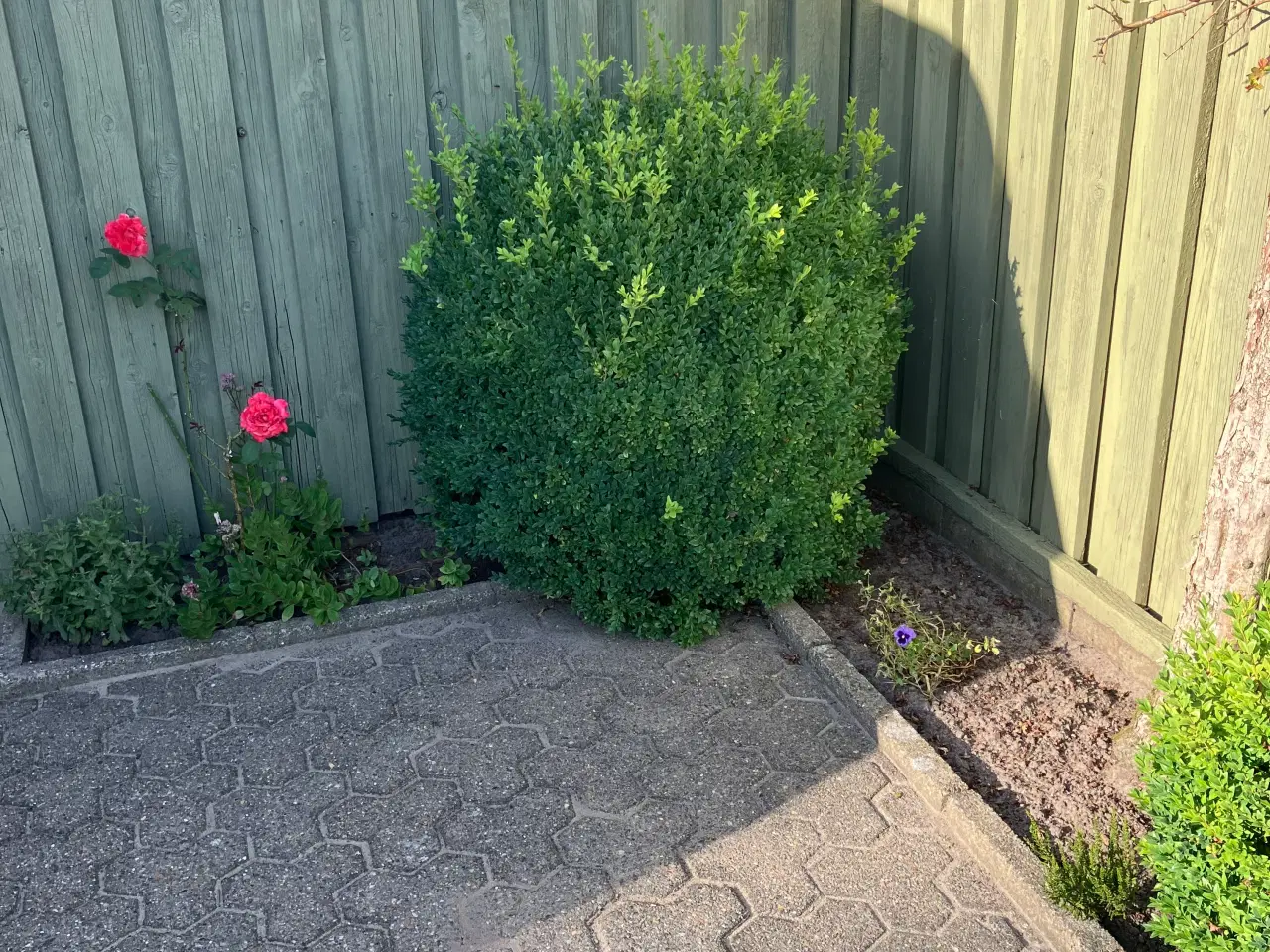 Billede 1 - Buksbom ca 80 cm i diameter 
