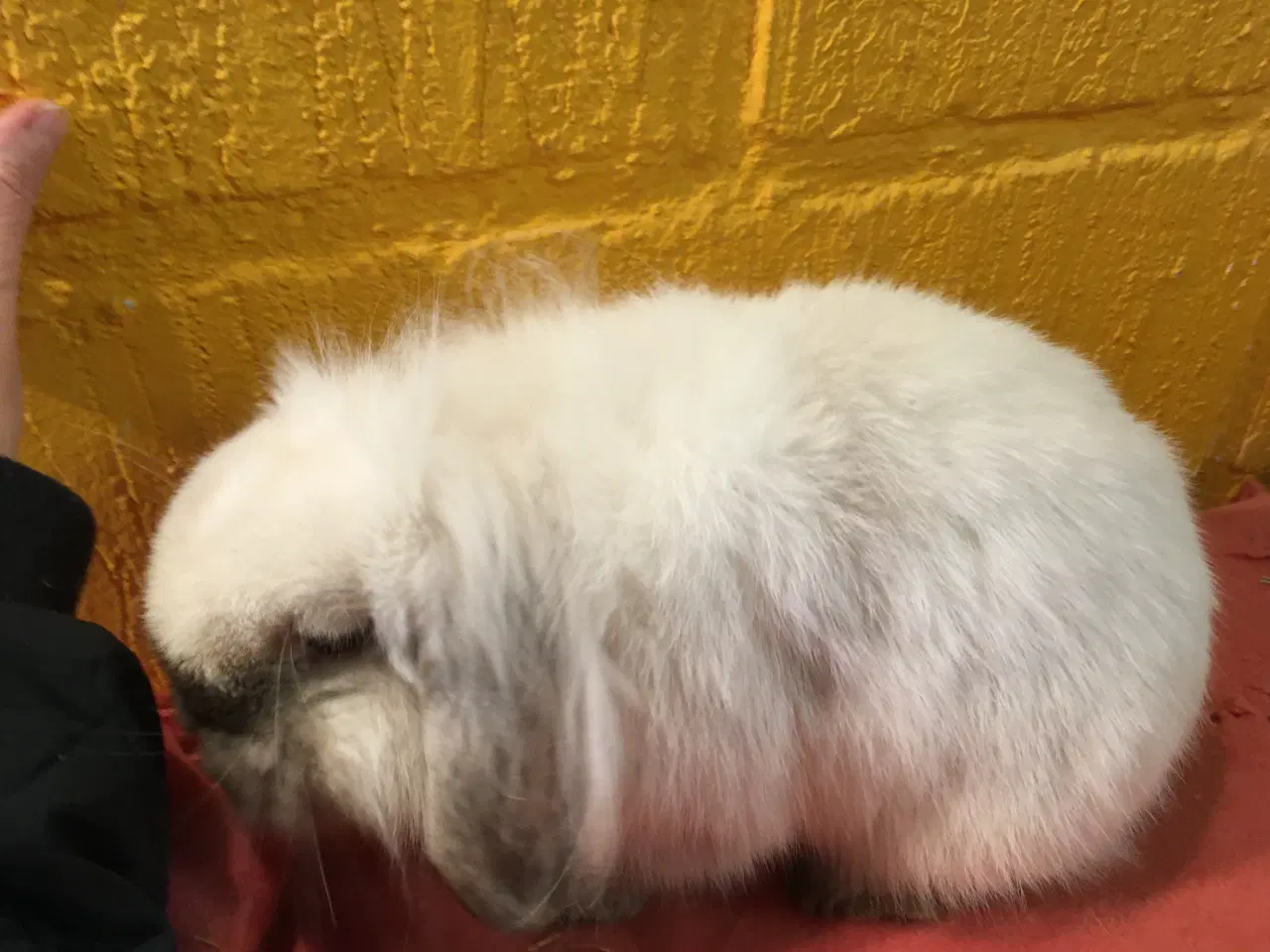 Billede 3 - Smuk Løvehoved dreng med afkomstattest