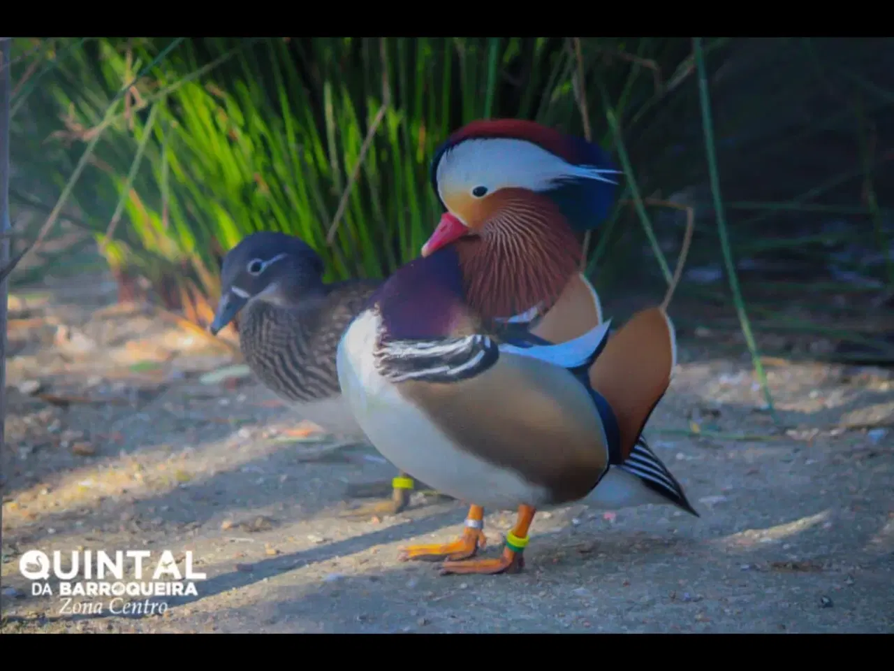 Billede 1 - MandarinÆnder 