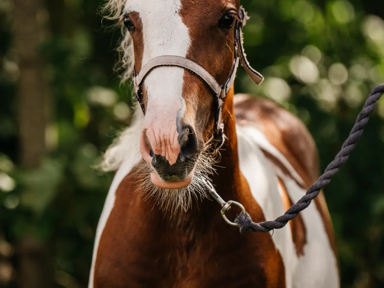 Billede 2 - Smukt Irish cob hingsteføl 