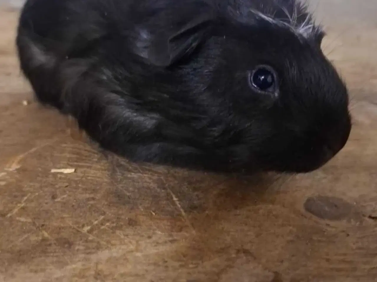 Billede 2 - 1 hun og 1 han unge