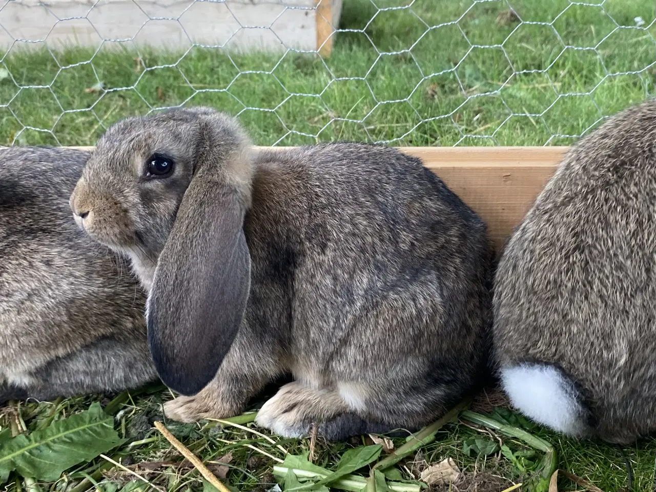 Billede 2 - Kaninunger - Fransk vædder - Hanner
