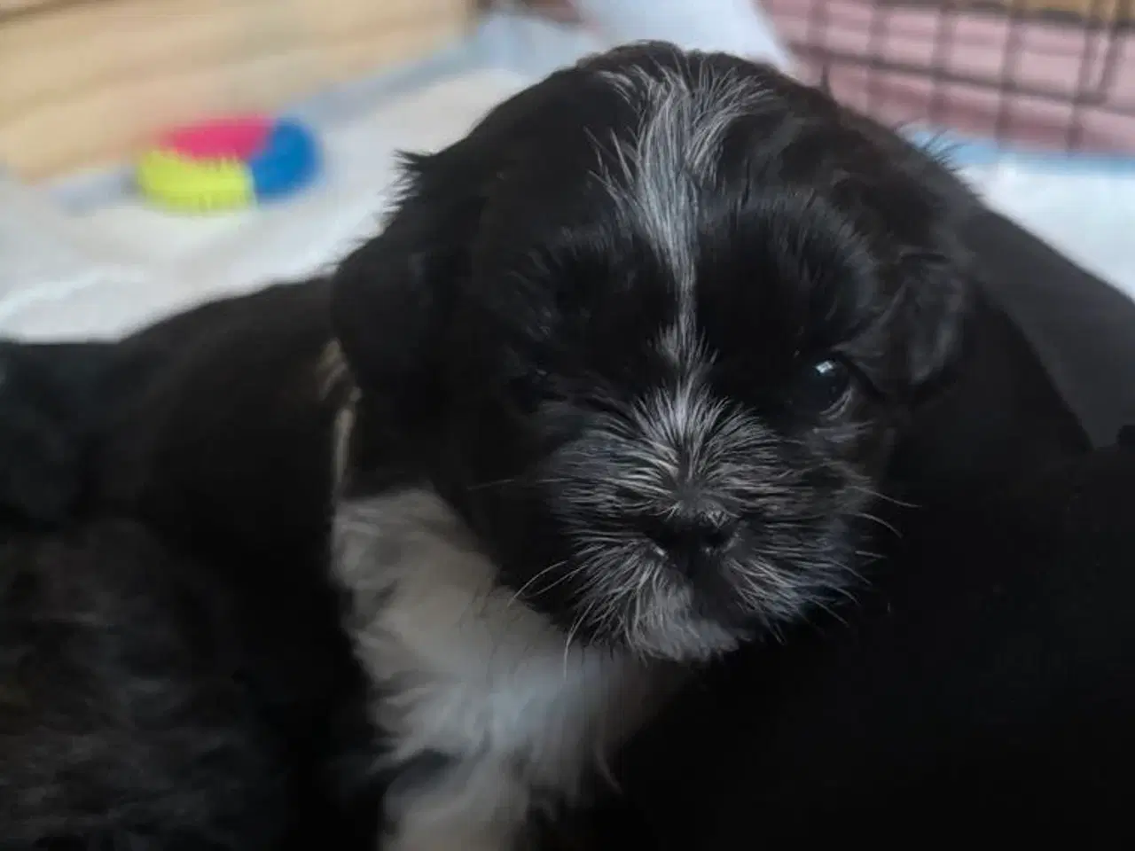 Billede 11 - Shih Tzu hvalpe