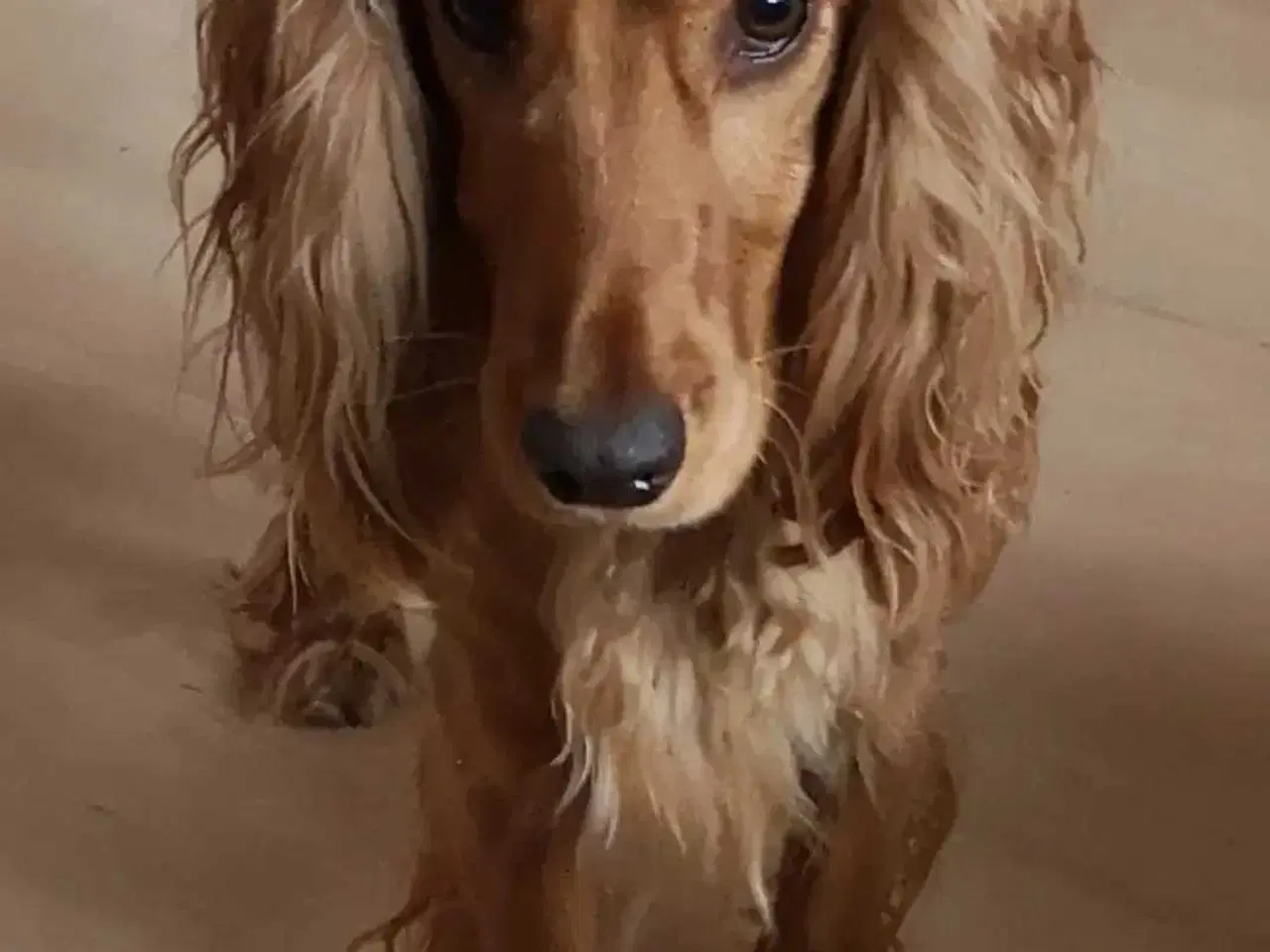Billede 3 - Cocker spaniel hvalpe 2 stk hanner begge sorte.