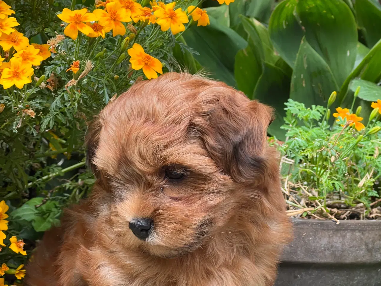 Billede 6 - 🧡Sød & Smuk Bichon Havanais 🧡