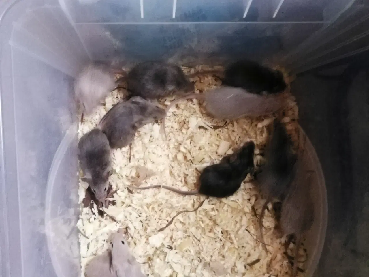 Billede 2 - Voksne mus hanner og hunner mange farver 