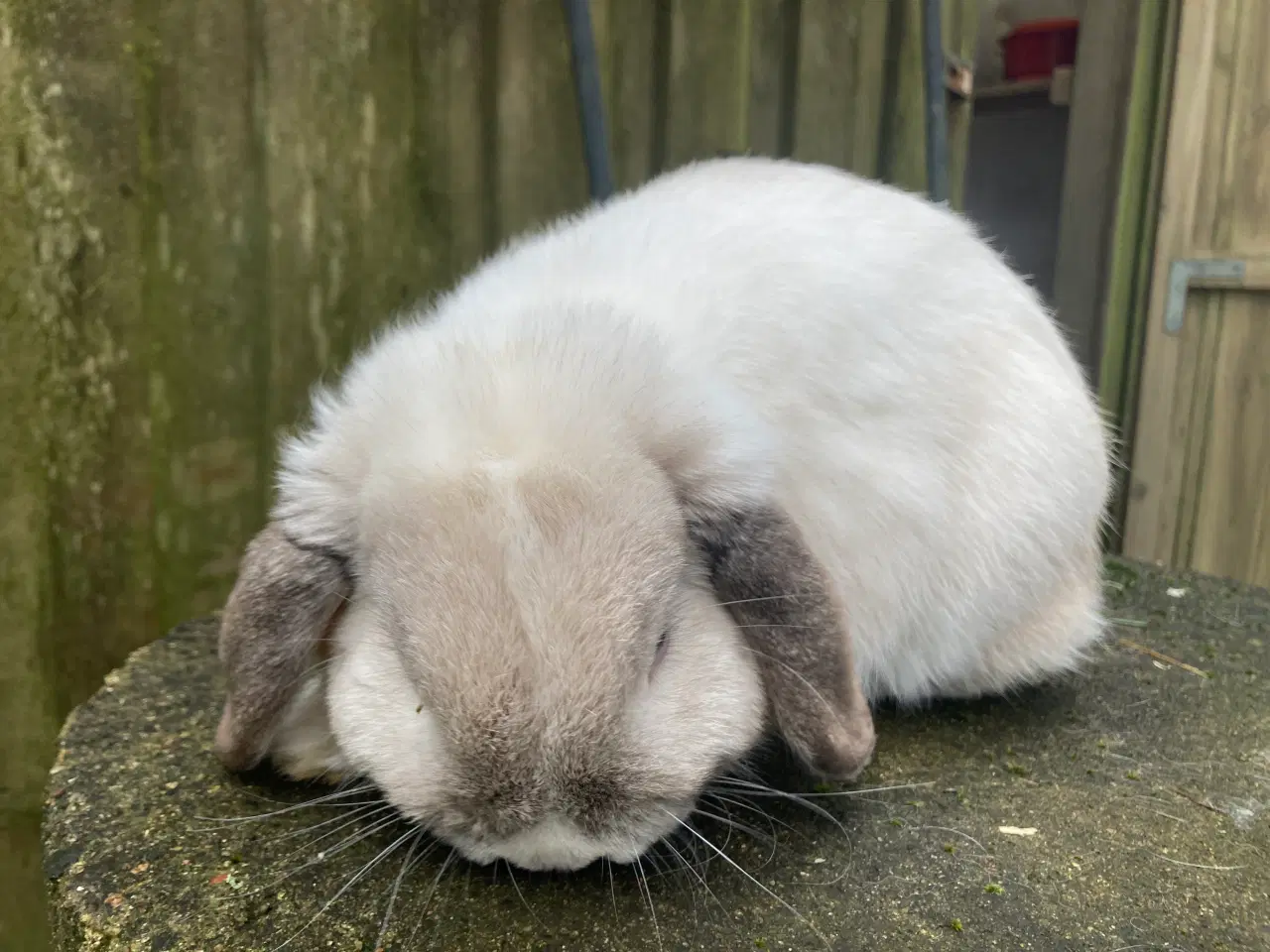 Billede 3 - Ægte Minilop Dreng