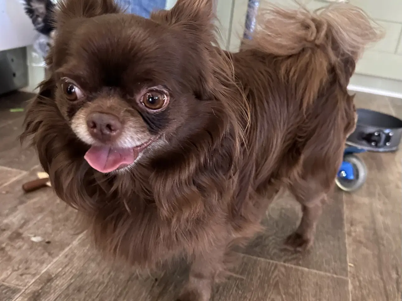 Billede 2 - Parring tilbydes