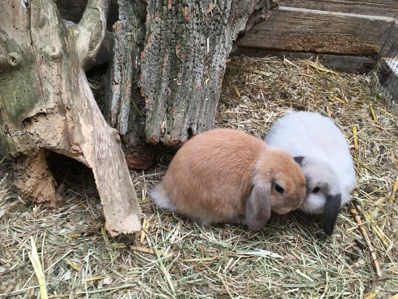 Billede 4 - Emil søger et kærligt hjem