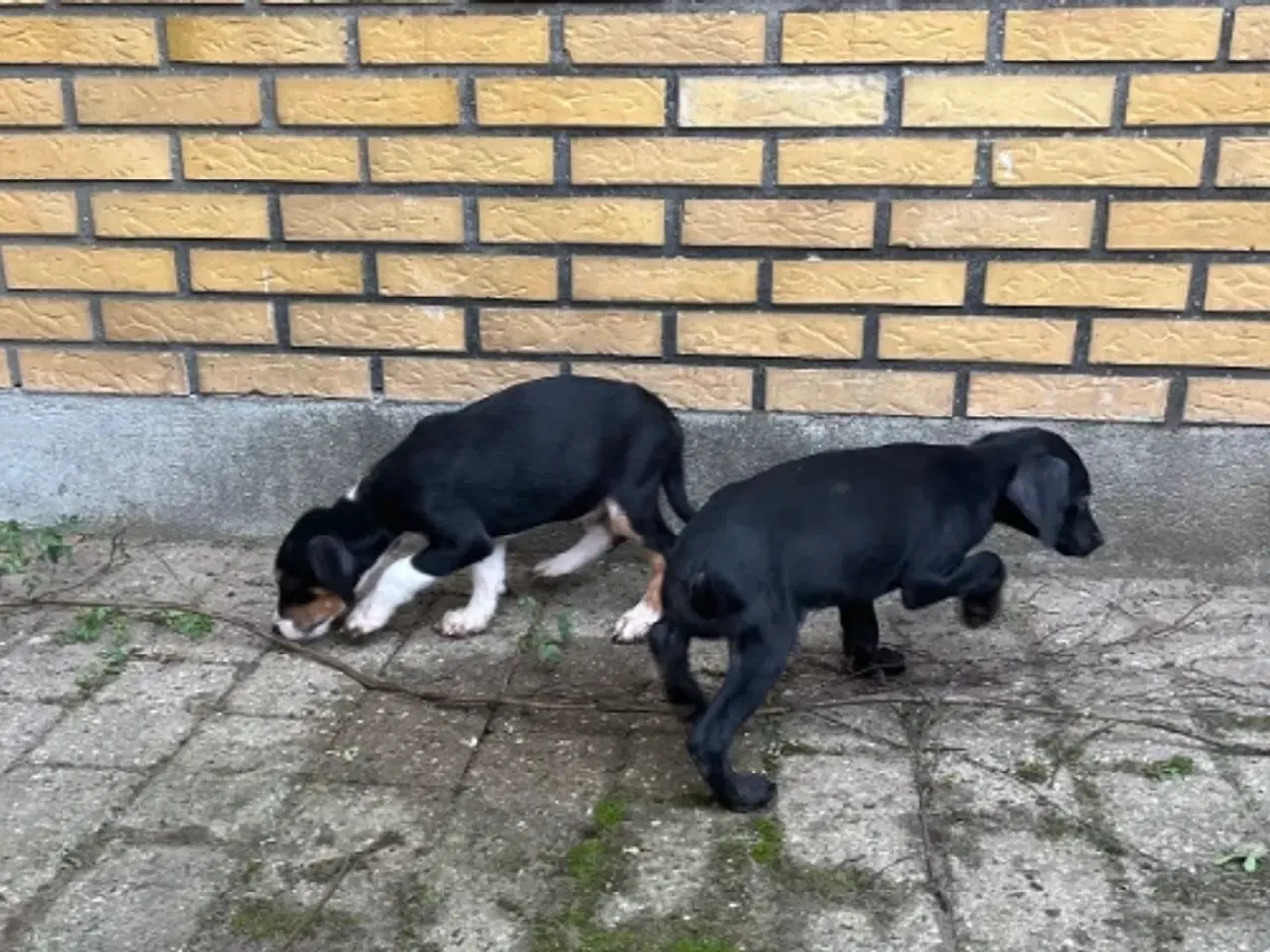 Billede 7 - Søde og aktive Dobermann blandingshvalpe