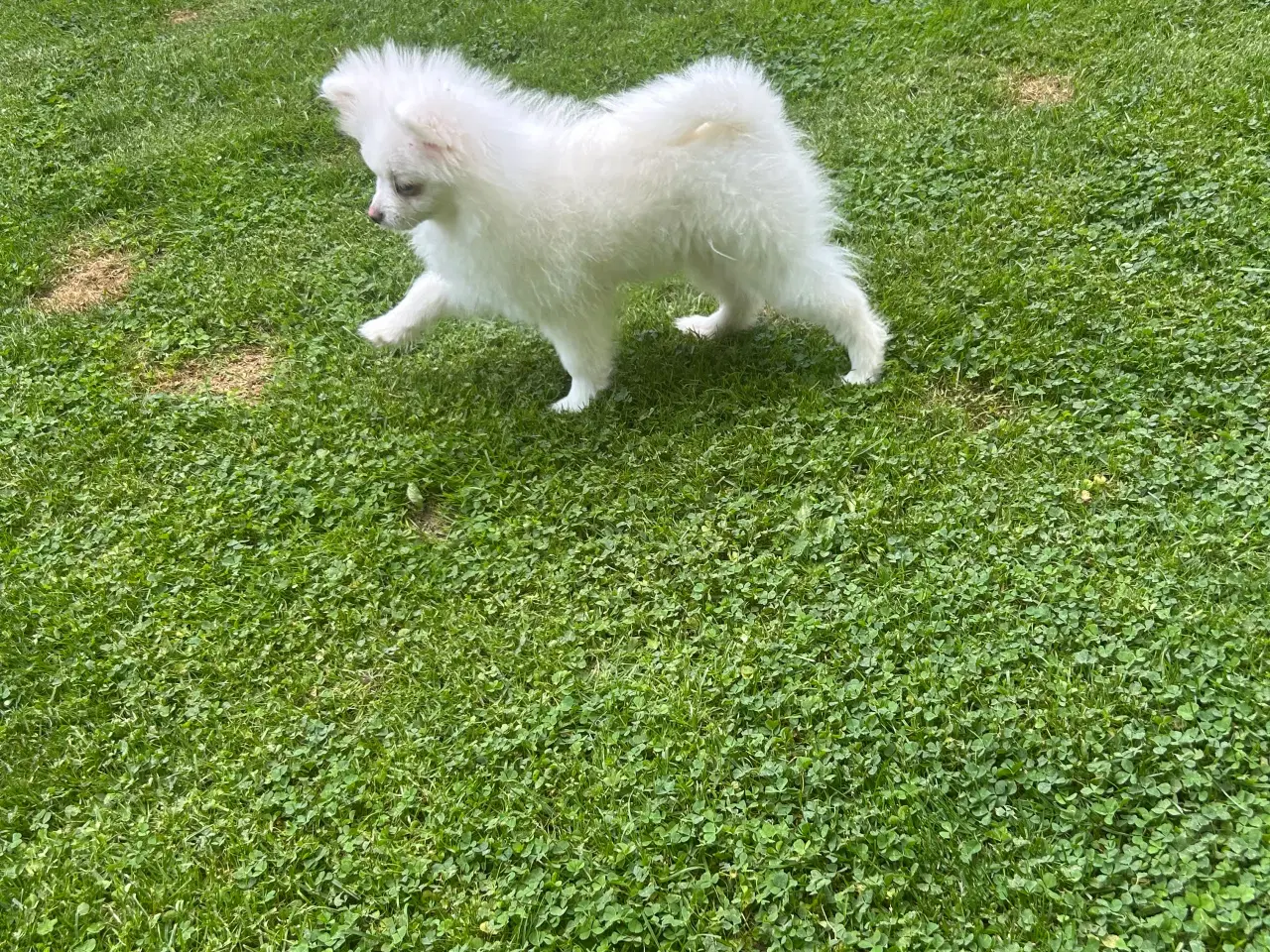 Billede 4 - Mini Pomerania 4 måneder 