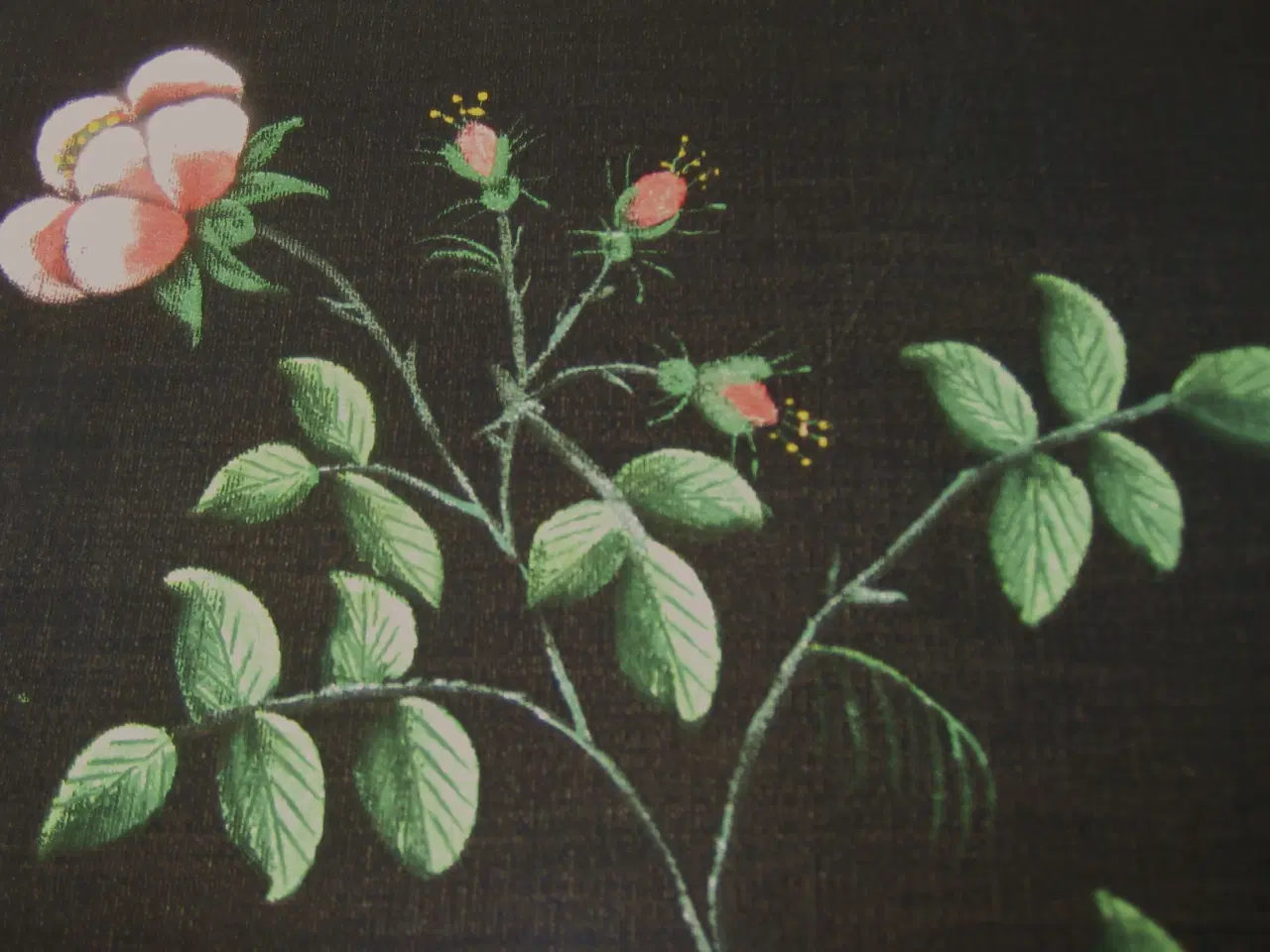 Billede 5 - Blomster/have.