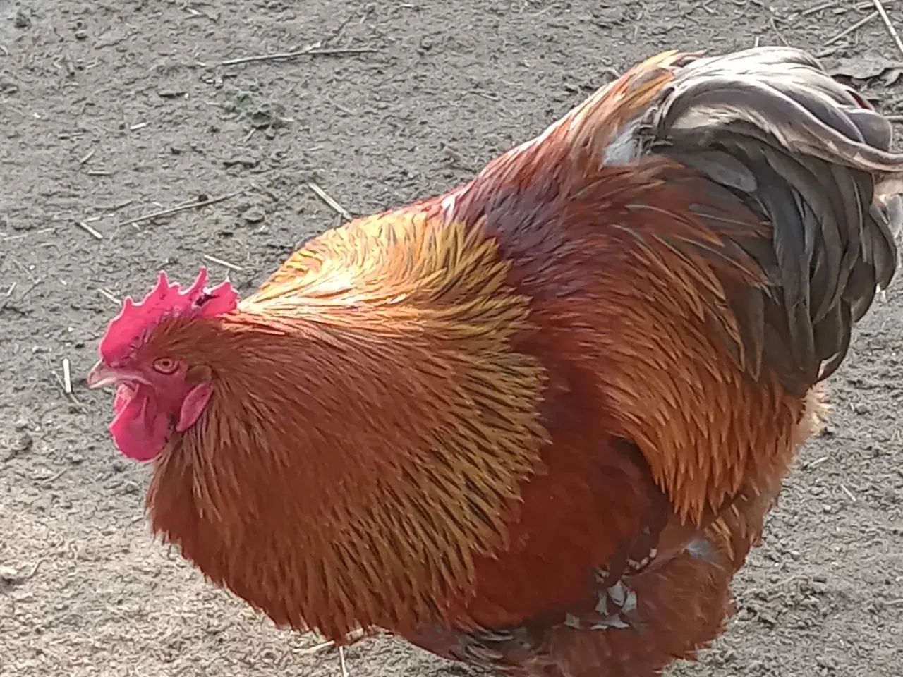 Billede 1 - Orpington krydsning 