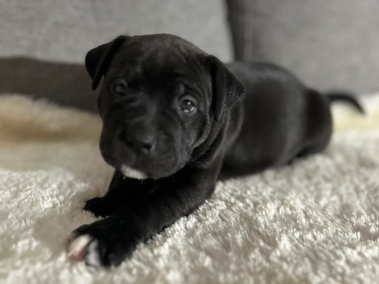 Billede 9 - OEB/Boxer/Lab/Staffordshire Bull Terrier