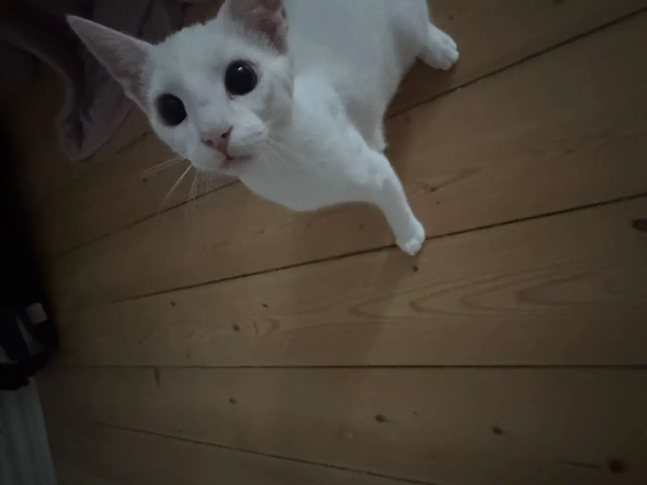 Billede 1 - Søge nyt og trygge hjem