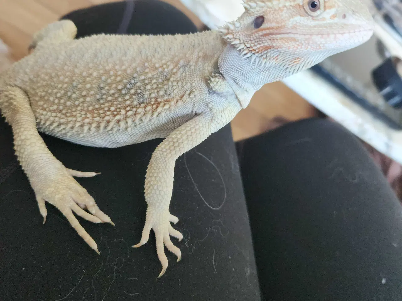 Billede 3 - Skægagame