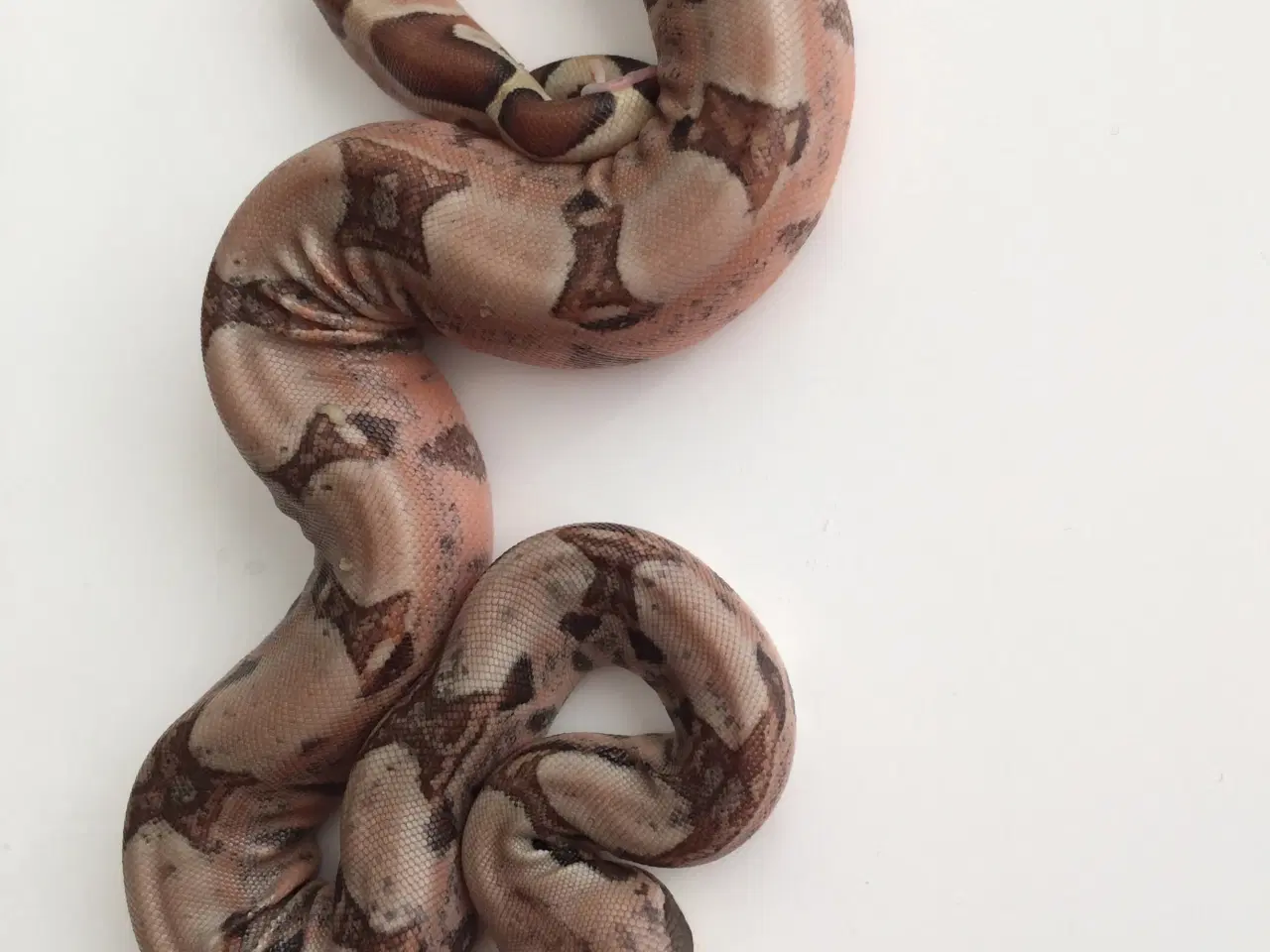 Billede 7 - 1.0 hypo jungle pastel boa