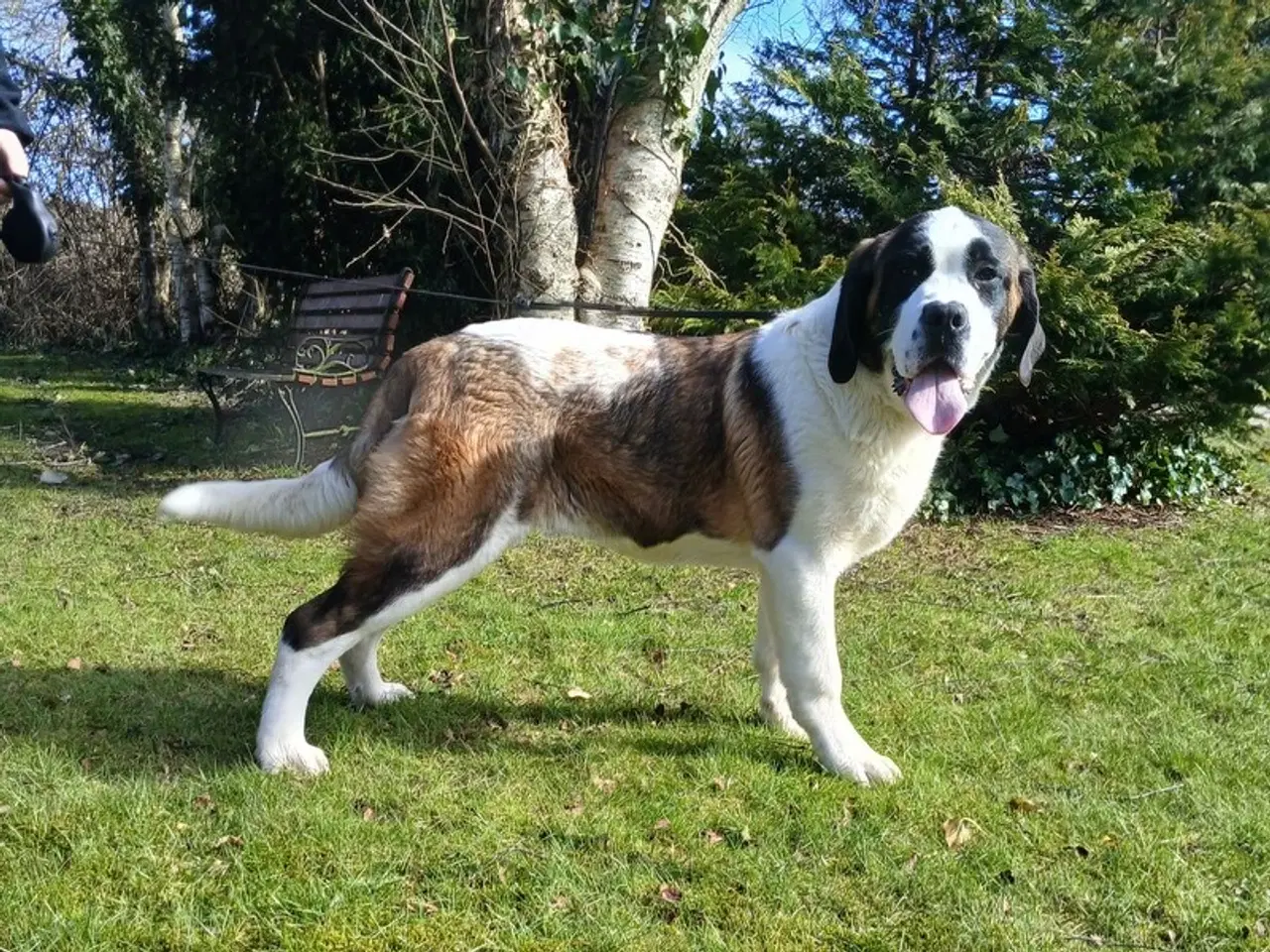 Billede 2 - Sankt bernhard, korthåret