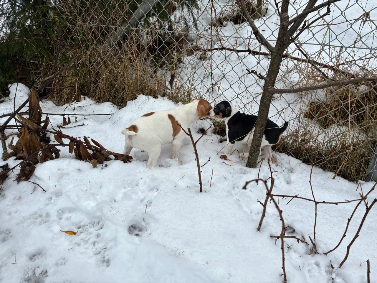 Billede 3 - Dansk svensk gårdhunde hvalpe