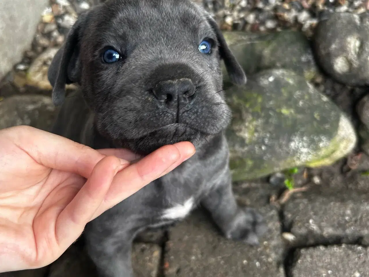 Billede 14 - Cane Corso Italiano hvalpe