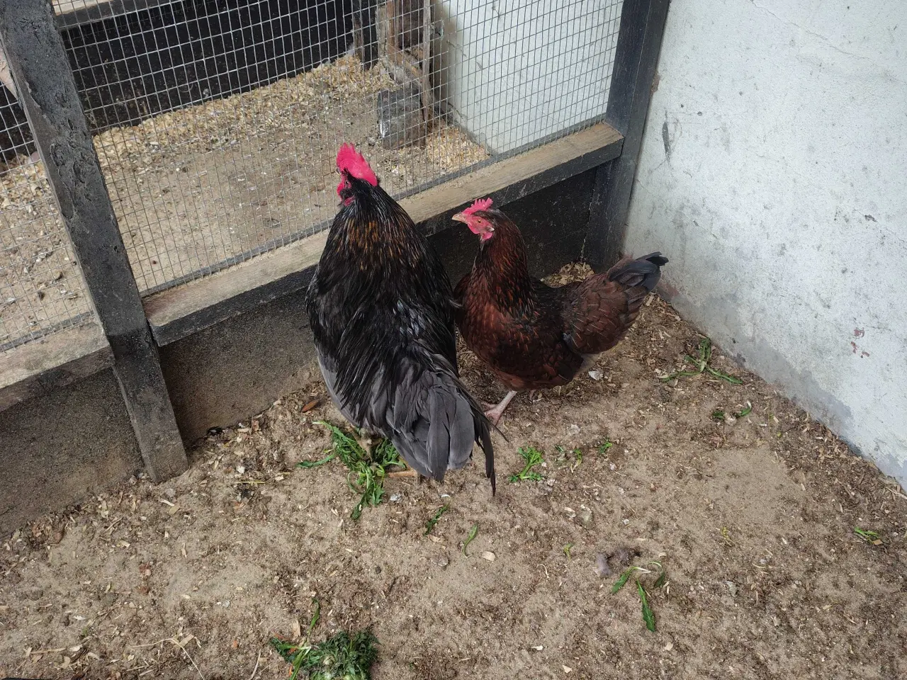 Billede 5 - Høns 