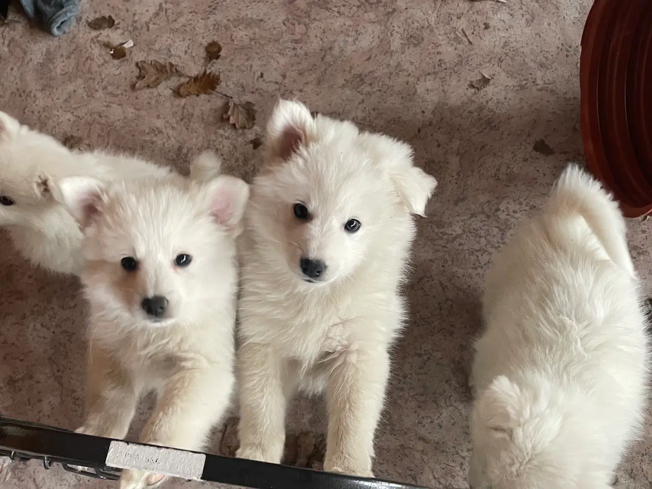 Billede 4 - Hunde hvalpe - Japansk spids
