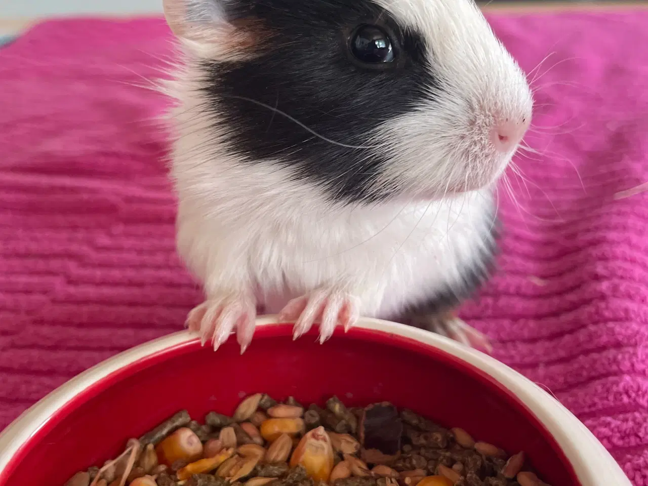 Billede 4 - Han unge 6 uger gammel