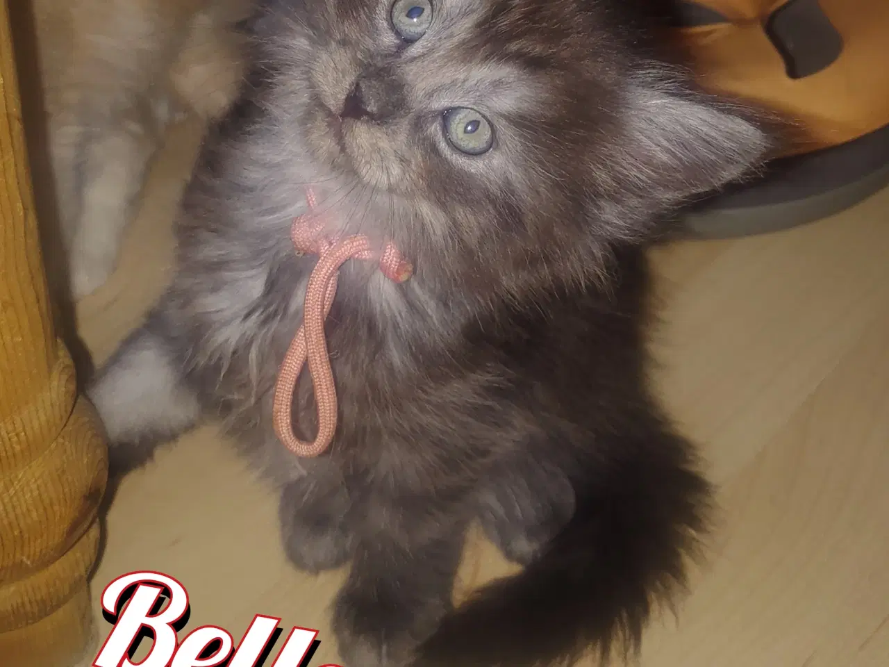 Billede 3 - Maine coons uden tavle