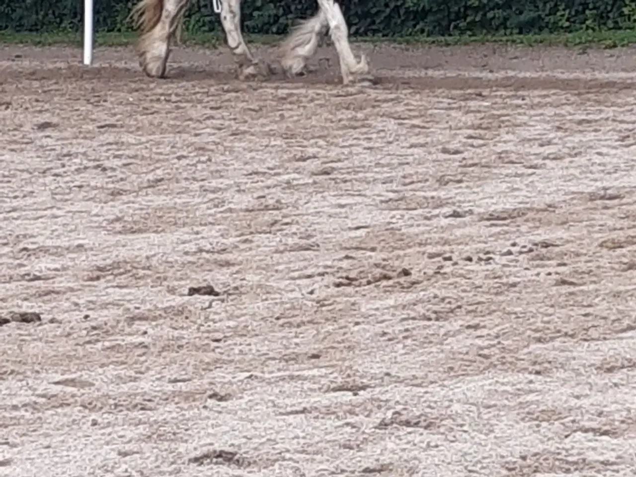 Billede 2 - Smuk tinker hoppe på 9 år