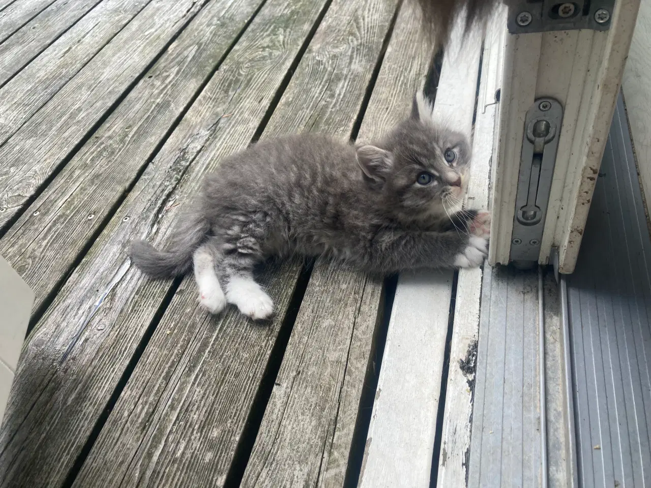 Billede 14 - Maincoon/Ragdoll/BS
