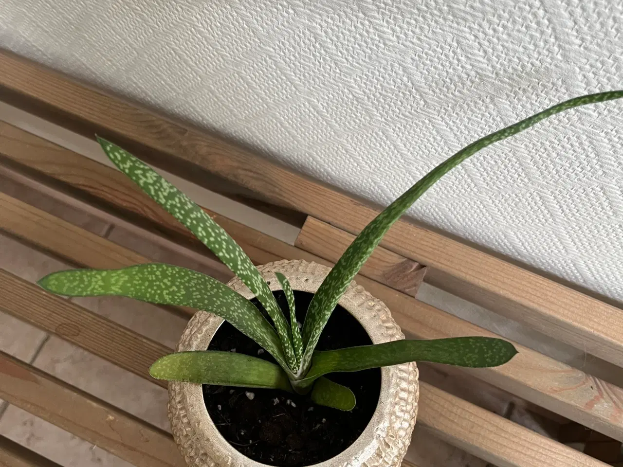 Billede 2 - Potteplante i skjuler 
