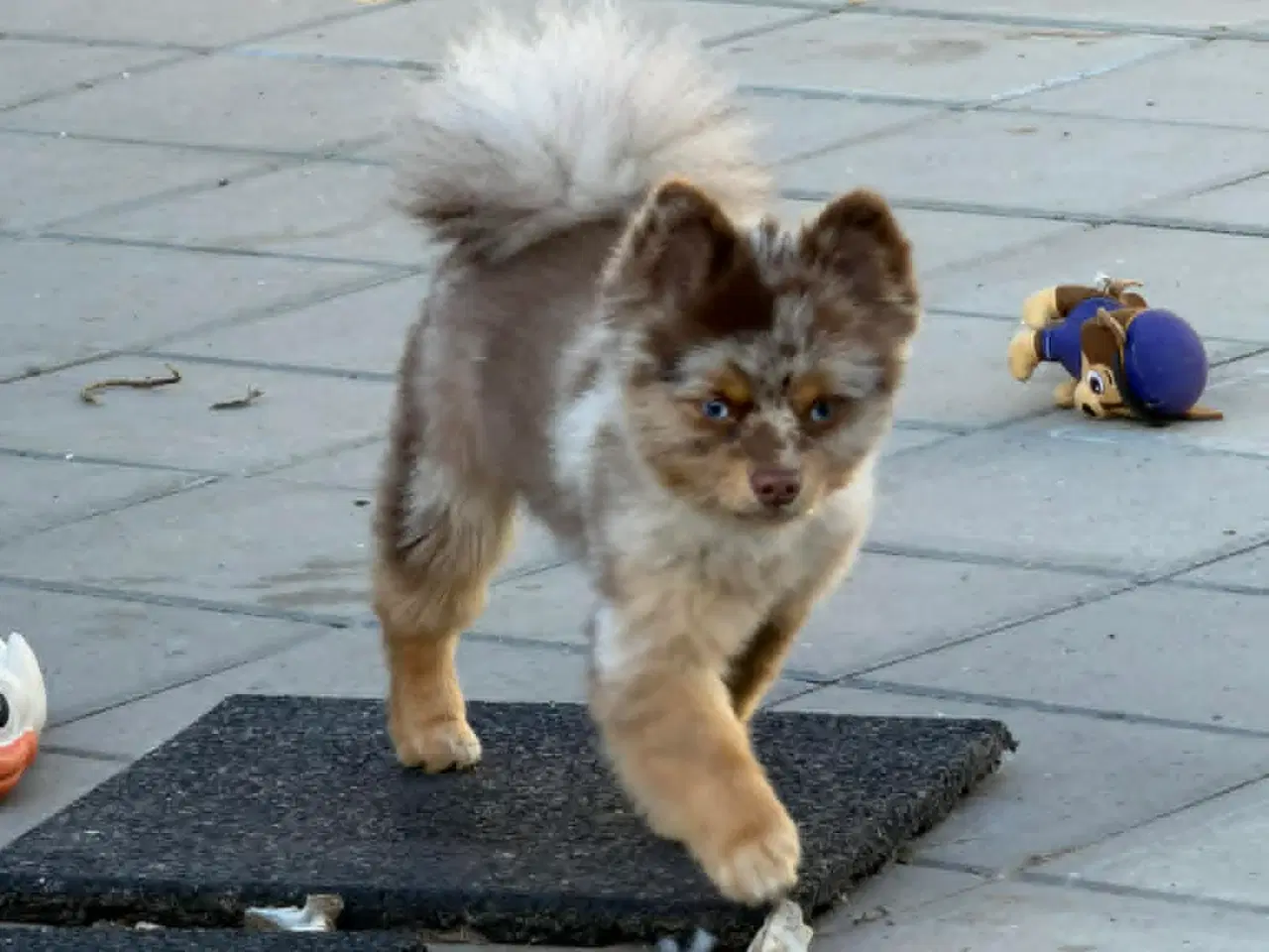 Billede 6 - 🐾 Pepsi søger sit for evige hjem 🐾