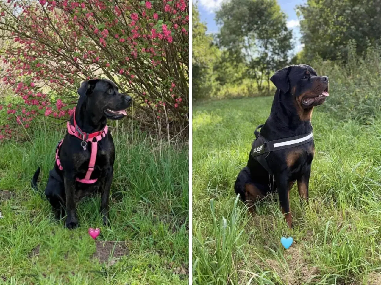 Billede 3 - Rottweiler / Labrador hvalpe