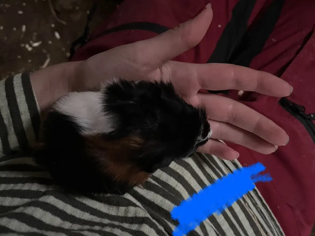 Billede 10 - Marsvin drenge unger og nesten voksne