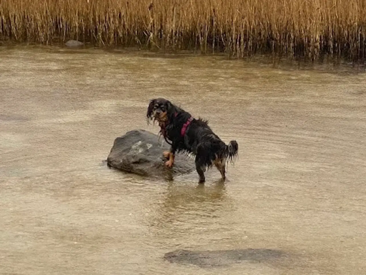 Billede 6 - Cockalier hvalpe med Aussie twist