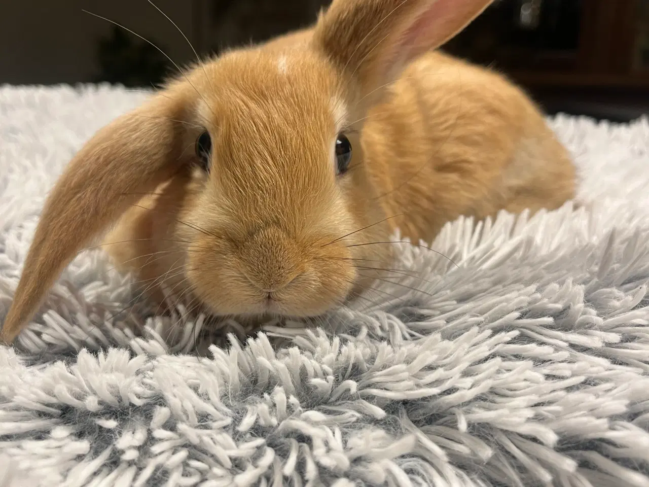 Billede 4 - Blandingskaniner - Fransk Vædder/Løvehoved
