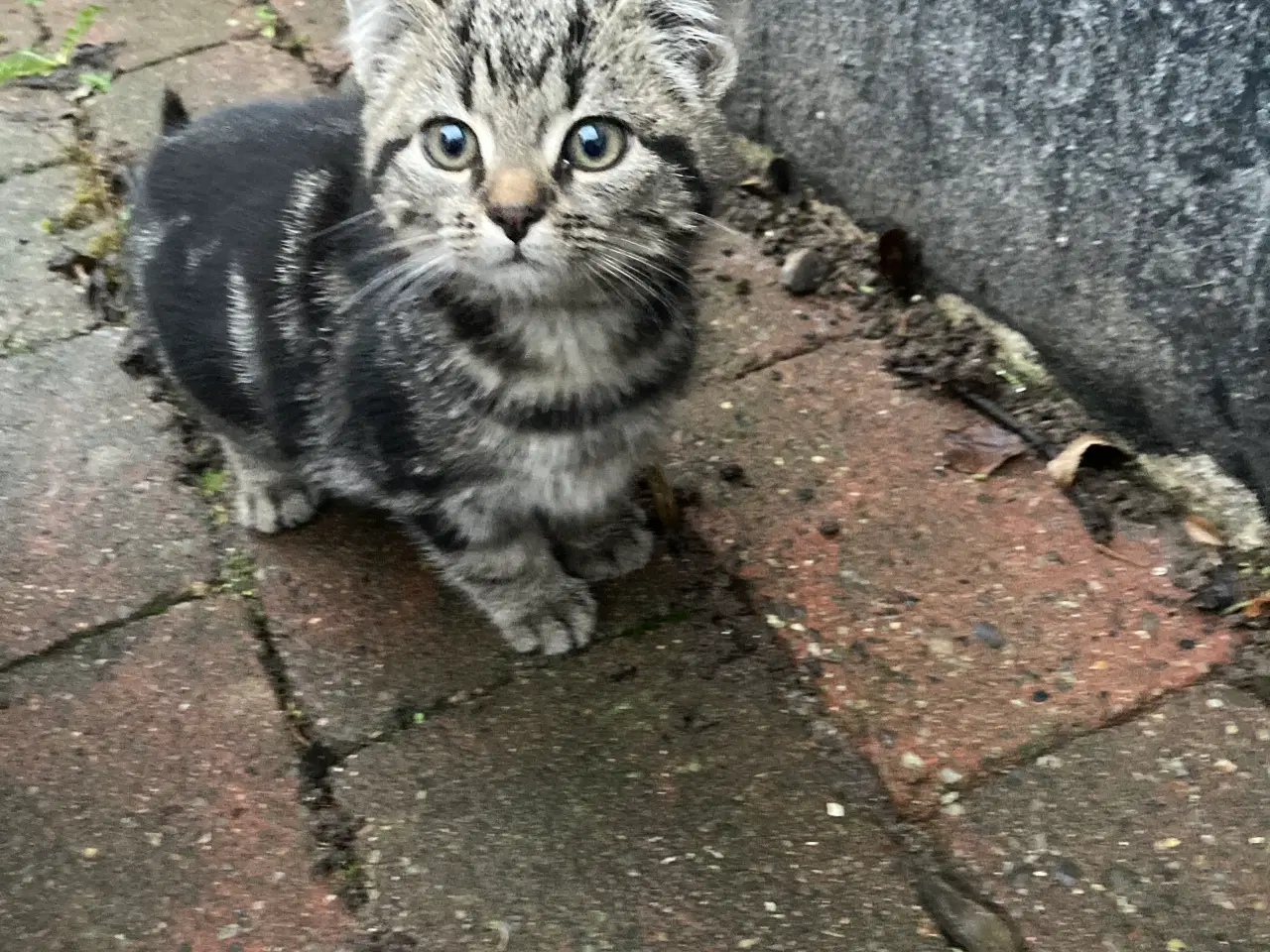 Billede 1 - Søde killinger