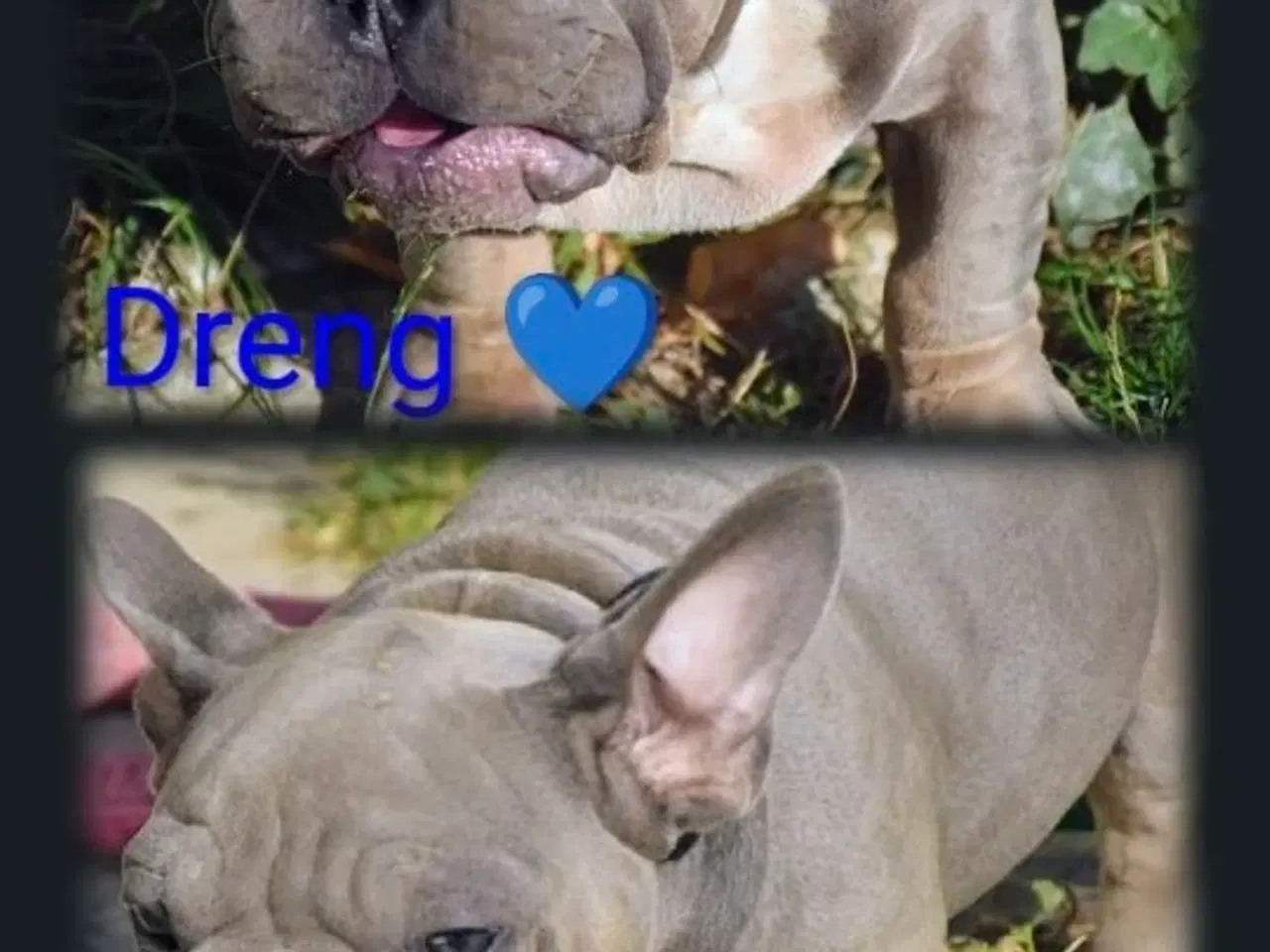 Billede 12 - Fransk bulldog 