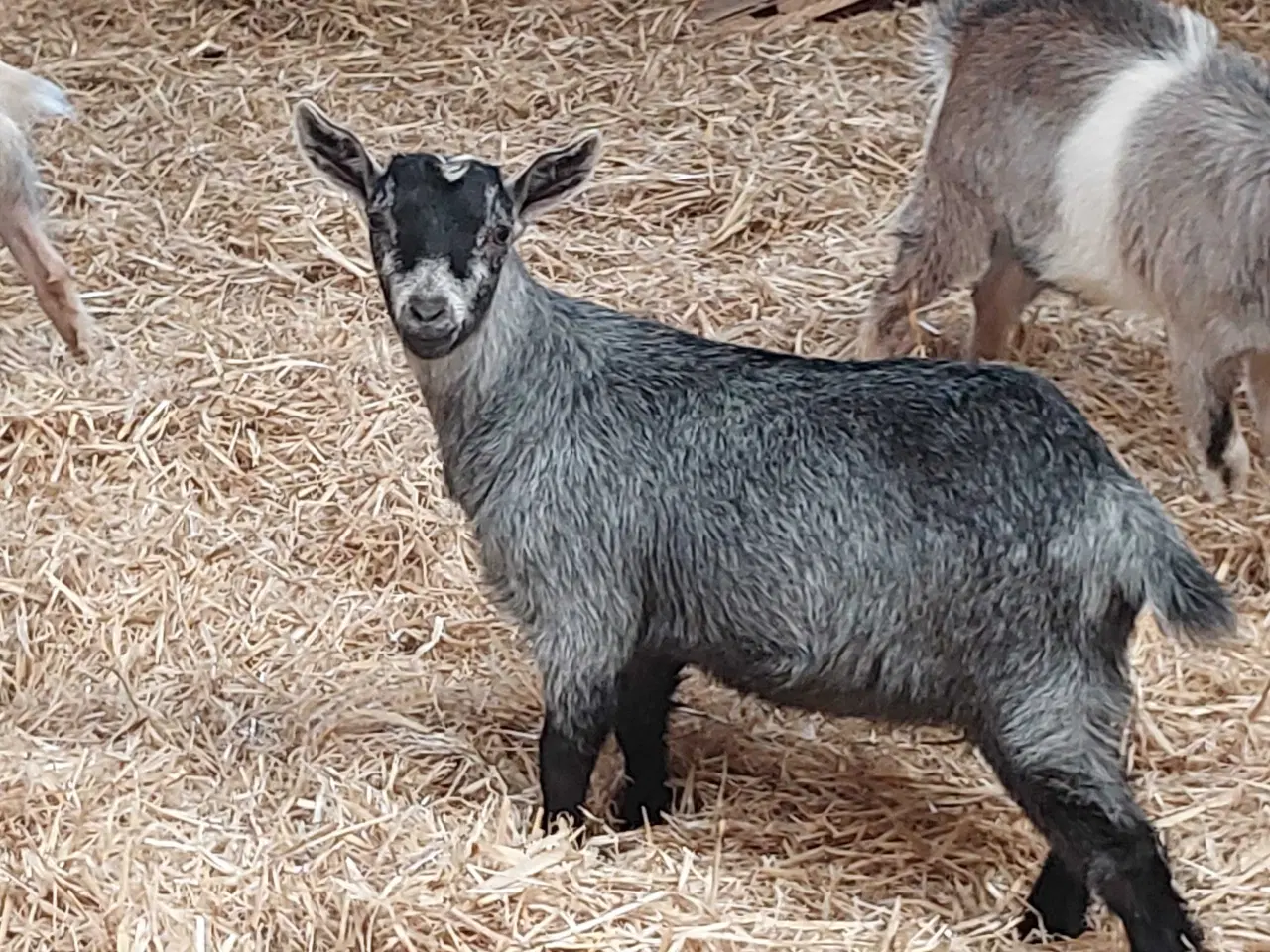 Billede 3 - 4 gede kid