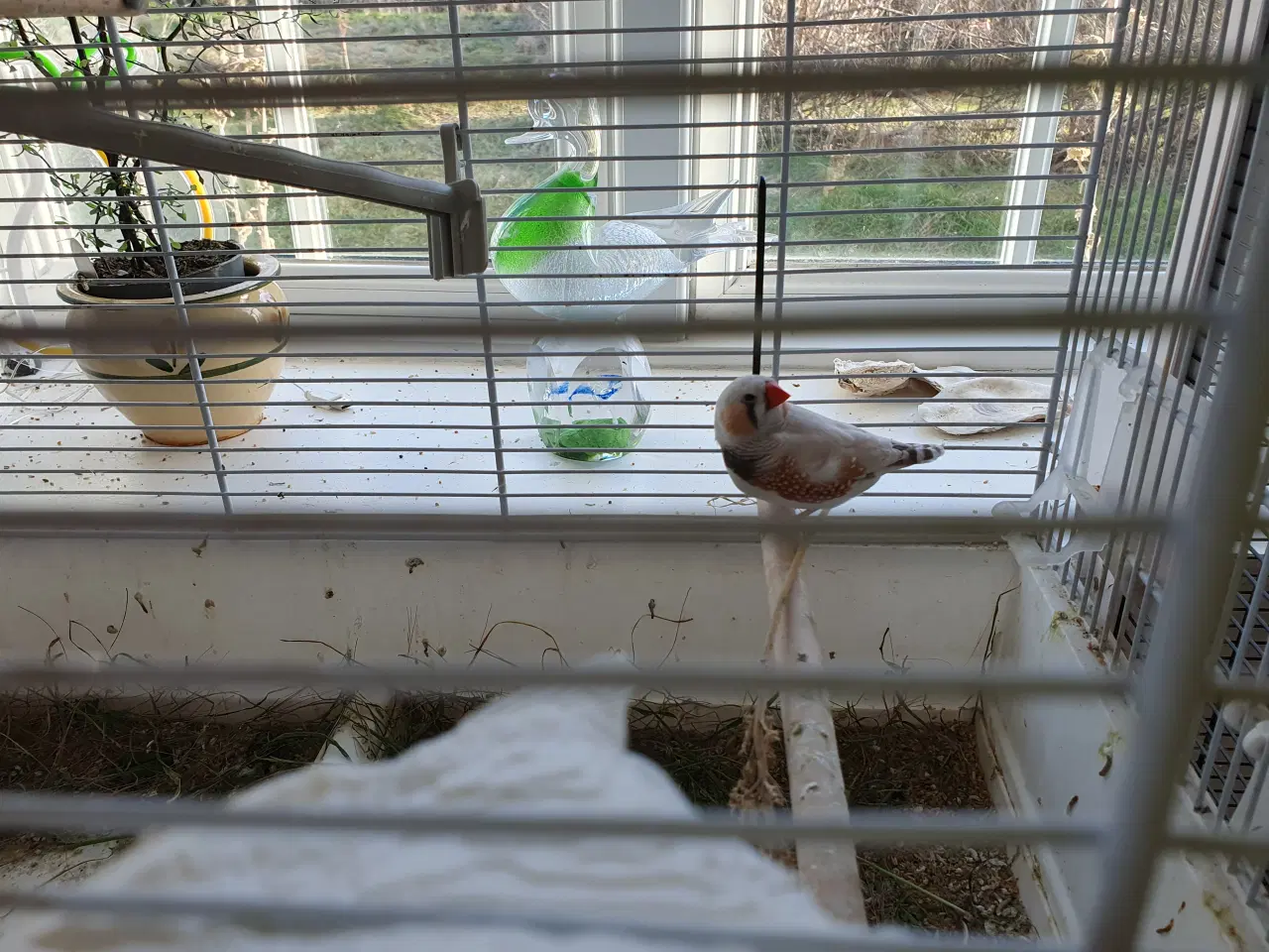 Billede 1 - Et par ynglefugle 