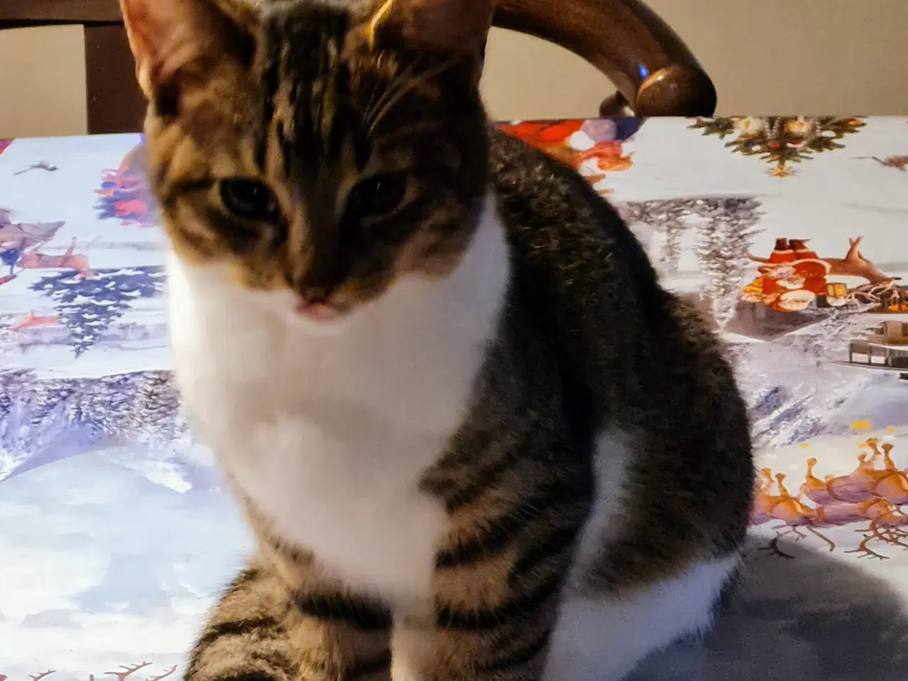 Billede 2 - Katte killinger