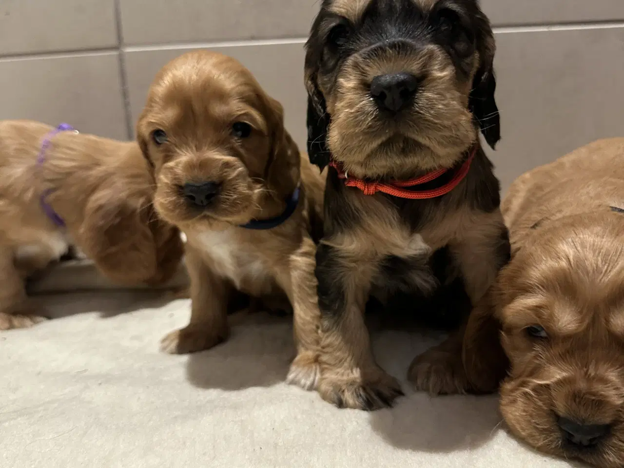 Billede 8 - Cocker spaniel 